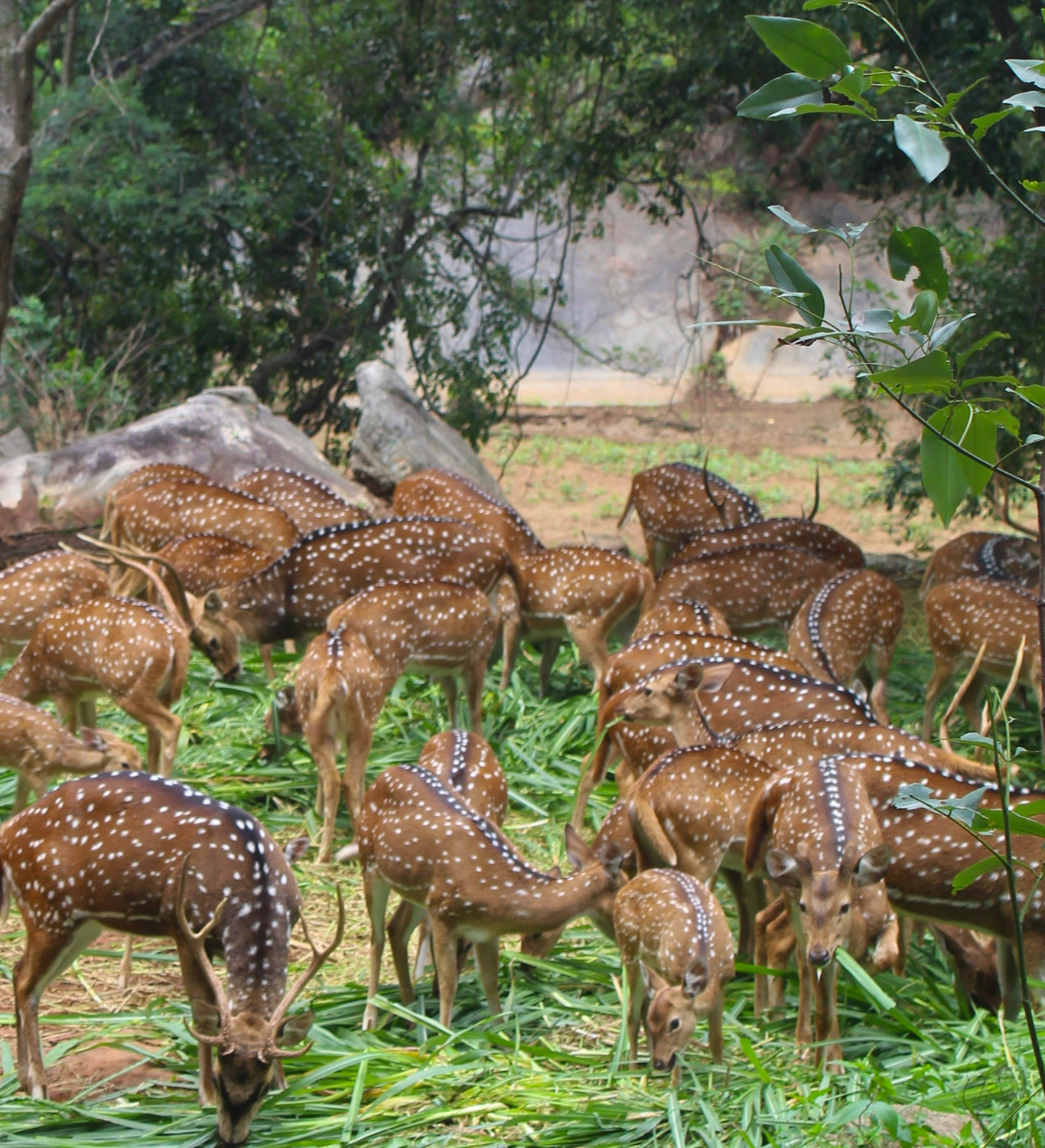 Ranthambore Sambar Deer